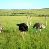 The Ostrich Farm The Ostrich Farm